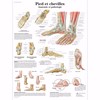 Pied-et-chevilles-Anatomie-et-pathologie