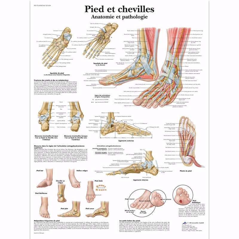 Pied-et-chevilles-Anatomie-et-pathologie