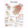 main-et-poignet-1600