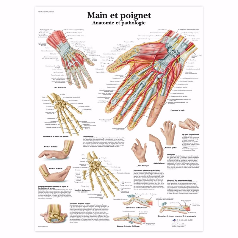 main-et-poignet-1600