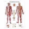 le-systeme-nerveux-1600