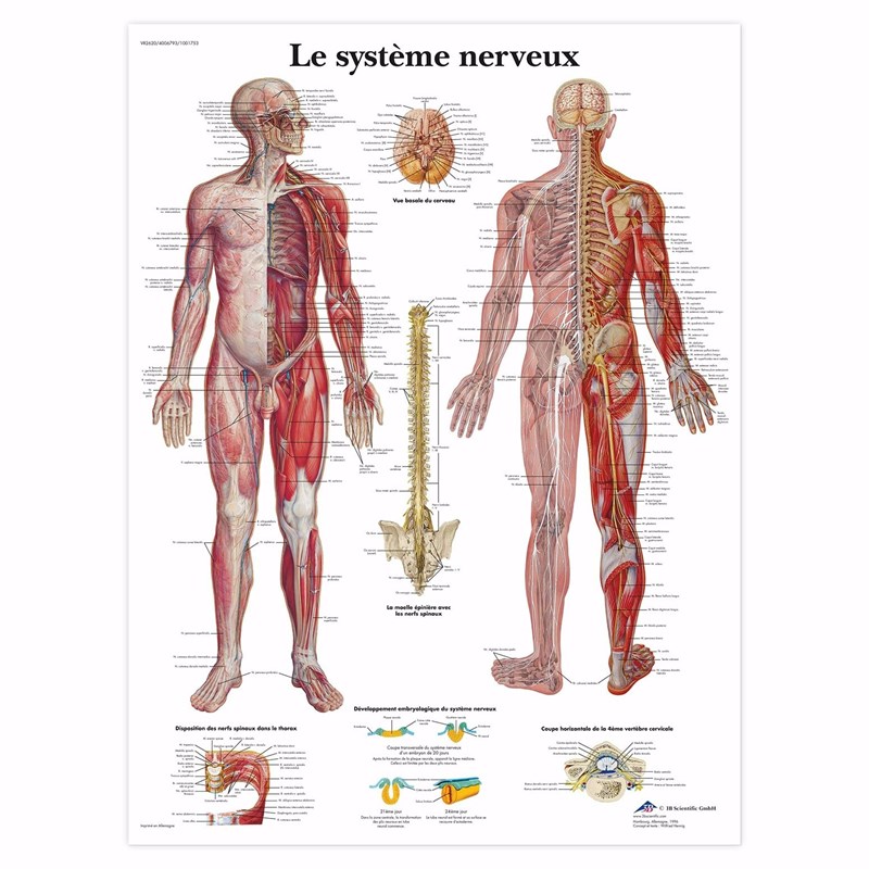 le-systeme-nerveux-1600