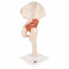 la-hanche-3B-Smart-Anatomy