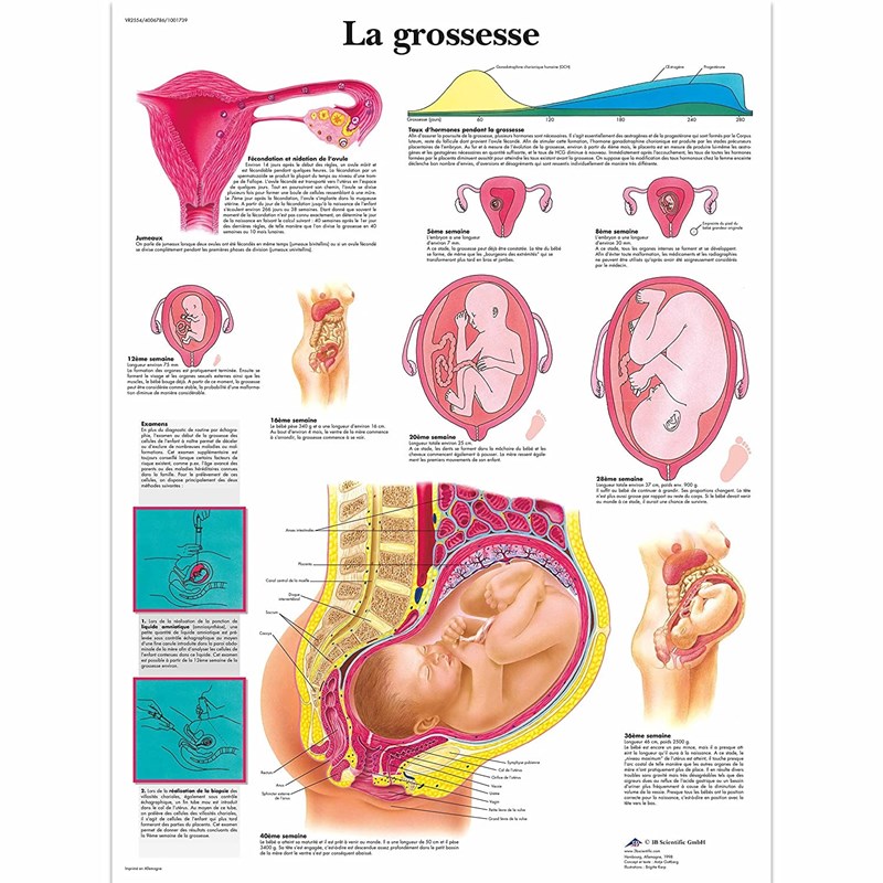 grossesse