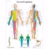 Les-nerfs-spinaux